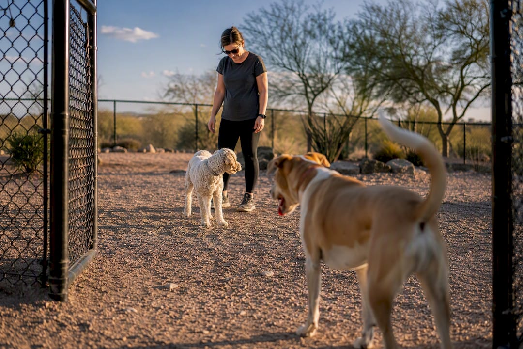 Read Cues, Keep Visits 30–45 Minutes: Dog Park Etiquette for Owners