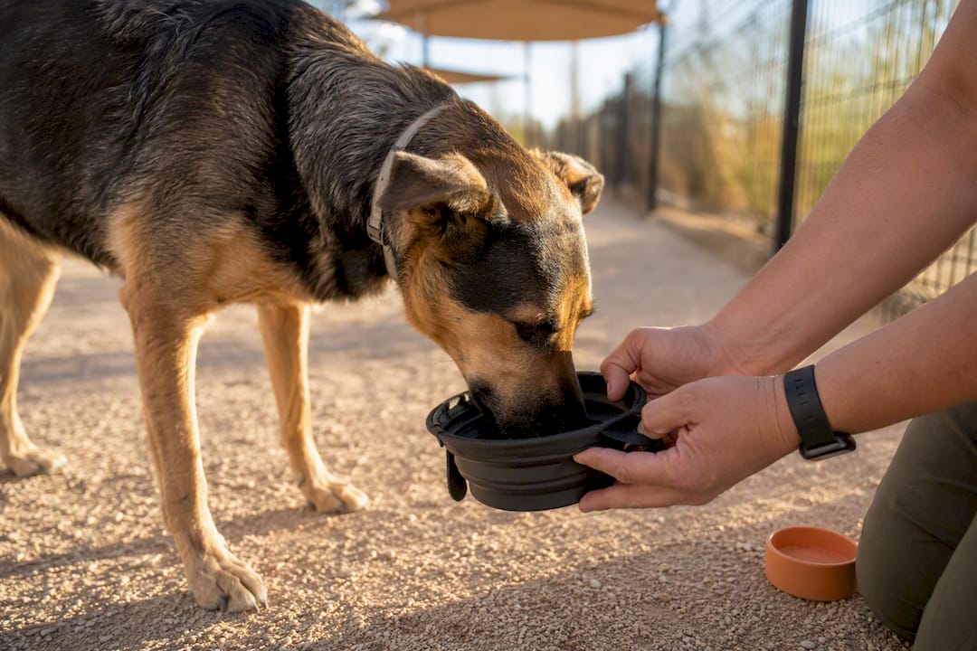 Dog drinking fresh water from travel bowl
